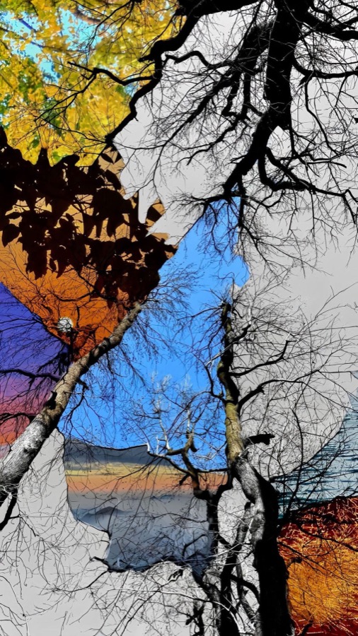 Four seasons of a tree, symbolising the Approach section